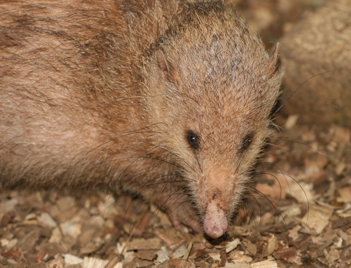 tenrec